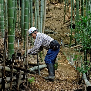 特選「手入れ」