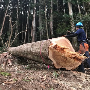 特選「狙い通り！」