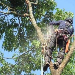 特選「樹上作業！」